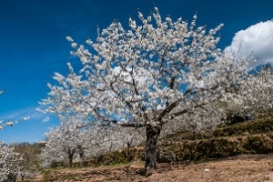 B_CEREZOS-EN-FLOR-RUTA-10