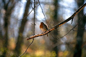 B_GARGANTA_DE_LOS_INFIERNOS_05