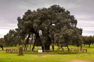 La Terrona oak tree