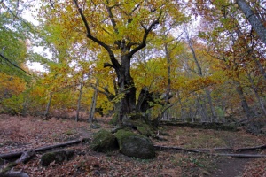 Castaños del Temblar