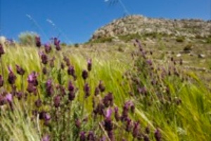 B_ZEPA_SIERRA_GRANDE_HORNACHOS_04