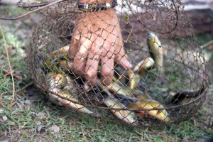 Tench Day, a tasty festival.