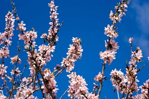 Fiesta del Almendro en Flor