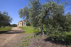 B_BASILICA-VISIGODA-SANTA-MARIA-TRAMPAL_01